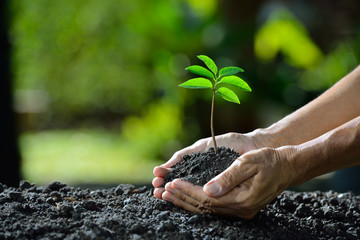 Hands holding a green young plant
