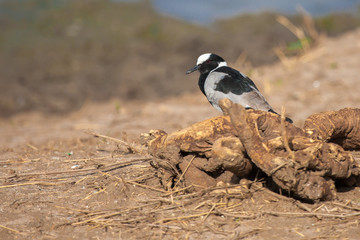 A bird is sitting, savannah in Kenya