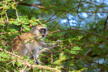 Monkey between the tree branches, on safari in Kenya