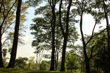 Obraz premium Gramado azul