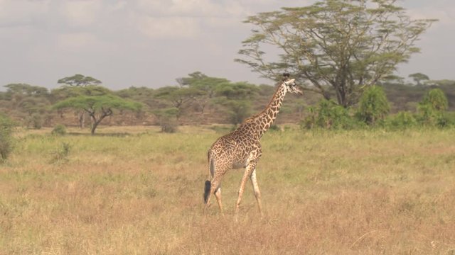 CLOSE UP: Cute alone giraffe walking through lush green dense savannah landscape