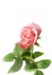 Beautiful pink rose