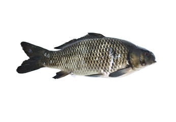 Fresh carp fish isolated