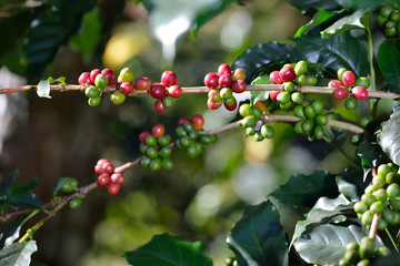 Coffee tree with coffee beans on coffee plantation