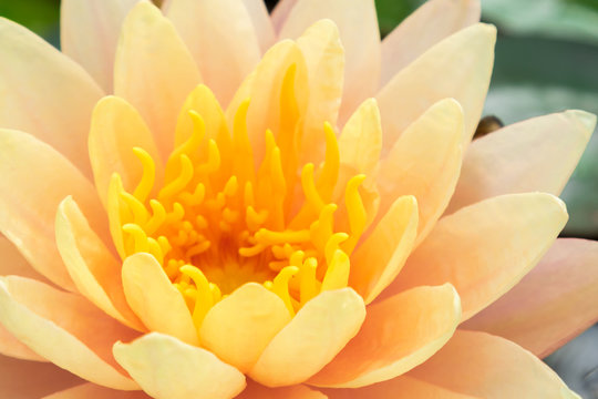 Fototapeta Closeup of beautyful old rose lotus flower