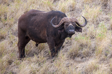 Buffalo is watching you, safari in Kenya
