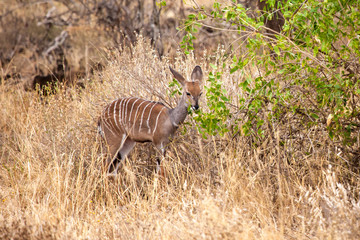 Little antelope is eating in the savannah of Kenya