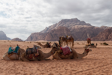 Camel sitting on sand dune