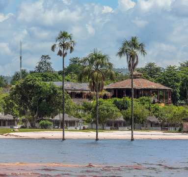 Three palms in the lagoon of Canaima national park - Venezuela, Latin America