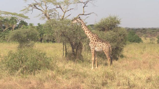 CLOSE UP: Two cute young giraffes eating pulling leaves off acacia tree canopy