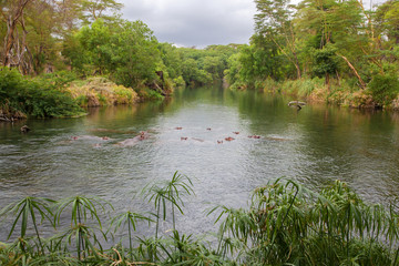 Hippos in the Mzima Springs in Kenya