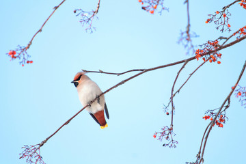Bohemian waxwing (Bombycilla garrulus) on rowan tree