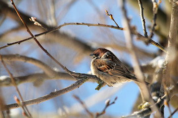 Eurasian tree sparrow (Passer montanus) sitting on a branch