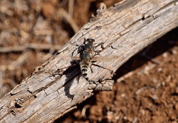 Courtship of two robber flies on a dry trunk
