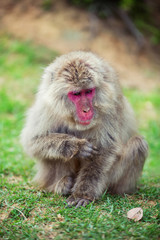 Naklejka na ściany i meble Japanese macaque sitting ont he grass, Iwatayama Monkey Park, Arashiyama, Kyoto, Japan