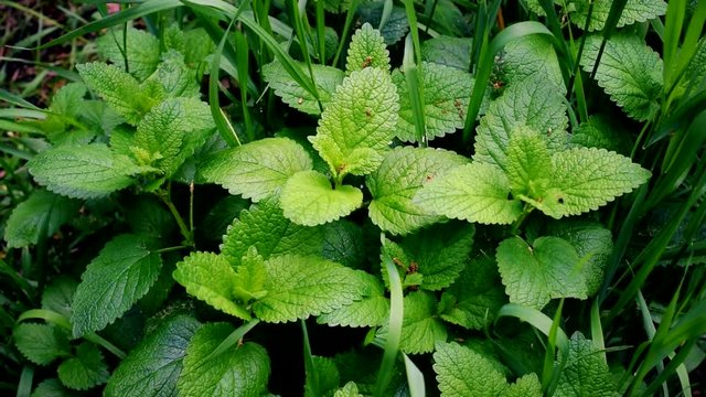 Green lemon balm and grass blades filling the frame stirred by wind. Melissa officinalis.