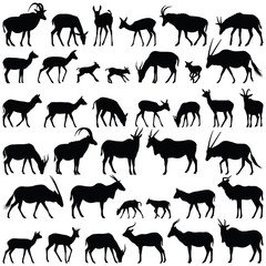Antelope collection - vector silhouette - obrazy, fototapety, plakaty