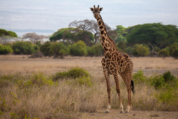 Naklejka na ściany i meble Giraffe is standing and watching in the savannah of Kenya
