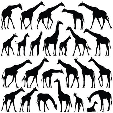 Giraffe collection - vector silhouette