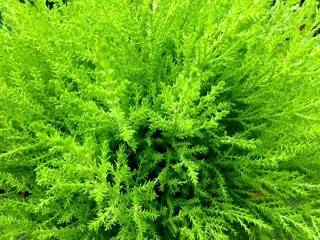 Spruce branches close-up