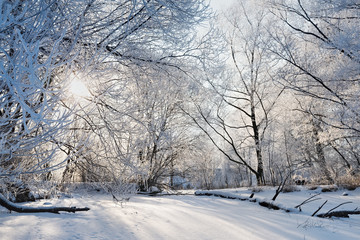 Obraz premium Snowy winter forest in Moscow, Russia