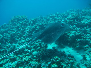Fototapeta premium Weisspunkt-Stechrochen