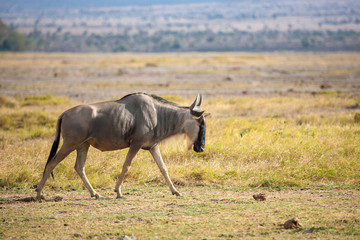 Naklejka na ściany i meble Gnu antelope is walking, on safari in Kenya