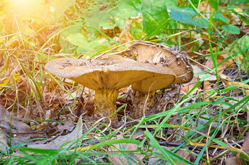 mushroom growing in a forest in the sunlight.
