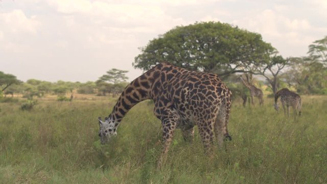 CLOSE UP: Masai giraffe bending her neck feeding on grass on savannah field