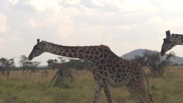 CLOSE UP: Tall giraffe roaming in African savannah wilderness spitting saliva