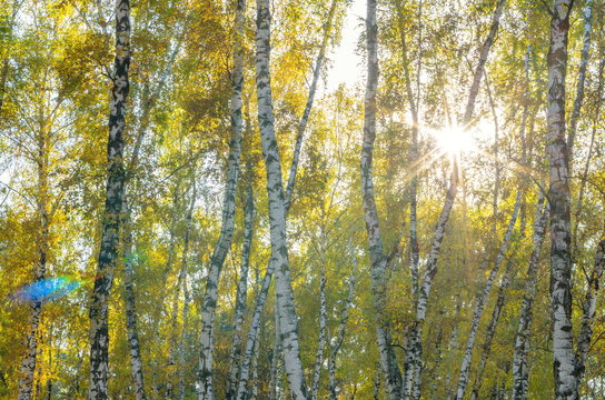 Landscape birch grove. Autumn. The lights of a sun.