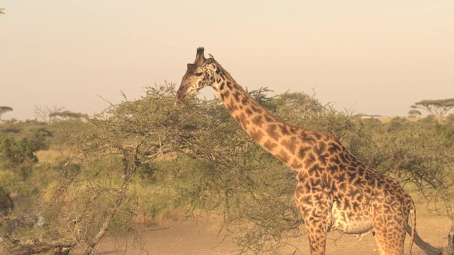 CLOSE UP: Giraffe accompanied by oxpeckers feeding on foliage on sunny evening