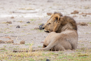 Lion is lying in the savannah, safari in Kenya