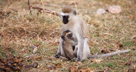 Monkey with small one is sitting, on safari in Kenya