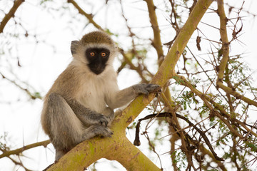 Monkey is sitting on the tree, on safari in Kenya