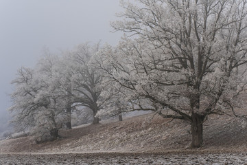 Winter Landschaft