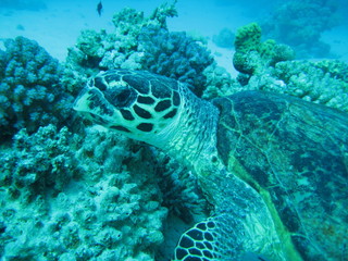 Obraz premium Meeresschildkröte