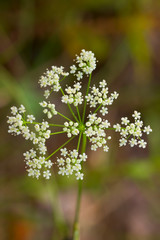 Inflorescence of Pimpinella saxifraga, known as burnet-saxifrage, solidstem burnet saxifrage, lesser burnet or salad burnet . Close-up of wildflower.