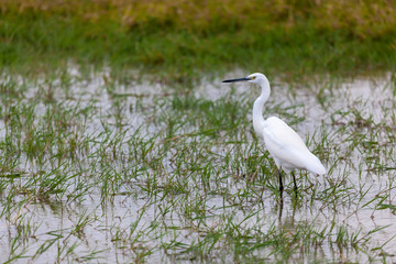 White bird is standing in the water, on safari in Kenya