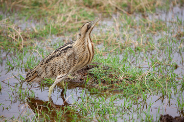 Little bird is standing in the water, on safari in Kenya