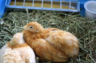 young chickens hens 