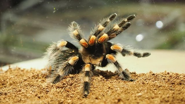 Close-up of a tarantula spider. Dangerous insect in a special aquarium.