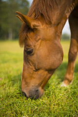 braunes Pferd beim Grasen auf Weide - frisst Gras auf Wiese