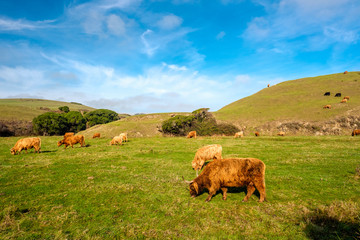 Highland cows on a field, California