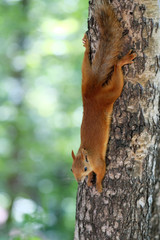 Red squirrel on tree