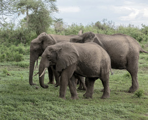 Naklejka na ściany i meble Family of elephant in the Lake Manyara on a sunny day - Tanzania, East Africa