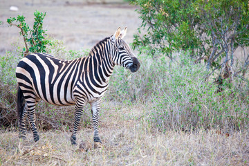 Zebra standing in the scenery of Kenya