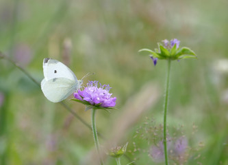 Kohlweißling auf einer Skabiosenblüte, weichgezeichnet