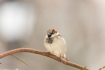 Obraz premium Urban Sparrow na gałęzi. Niewyraźne tło