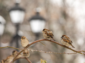 Urban sparrows on a tree branch